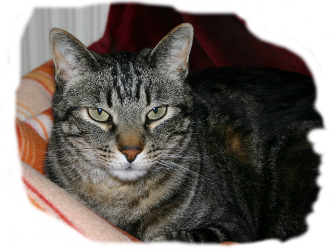 Kater Camillo