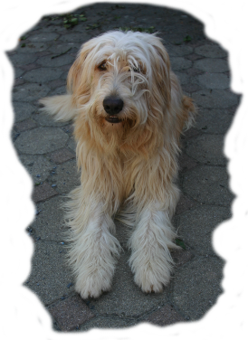 Hund Filou